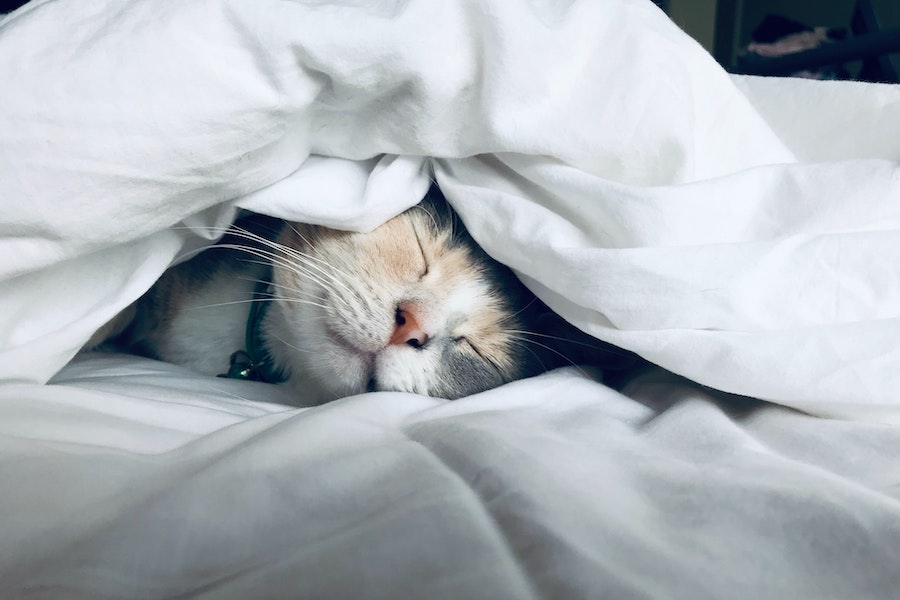 Cat sleeping between bed sheets